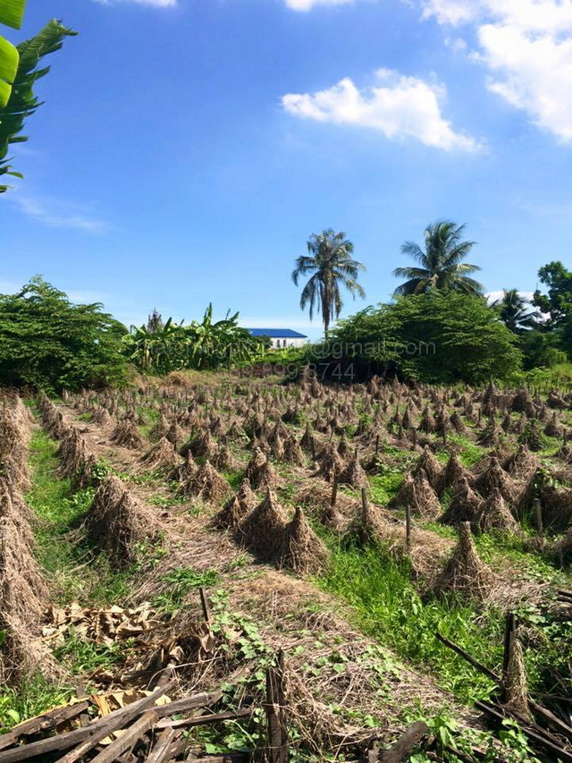 ขาย ที่ดิน เพชรเกษม102 5 ไร่ หมู่บ้านเศรษฐกิจซอย 43 ติดคลองบางแวก หนองแขม