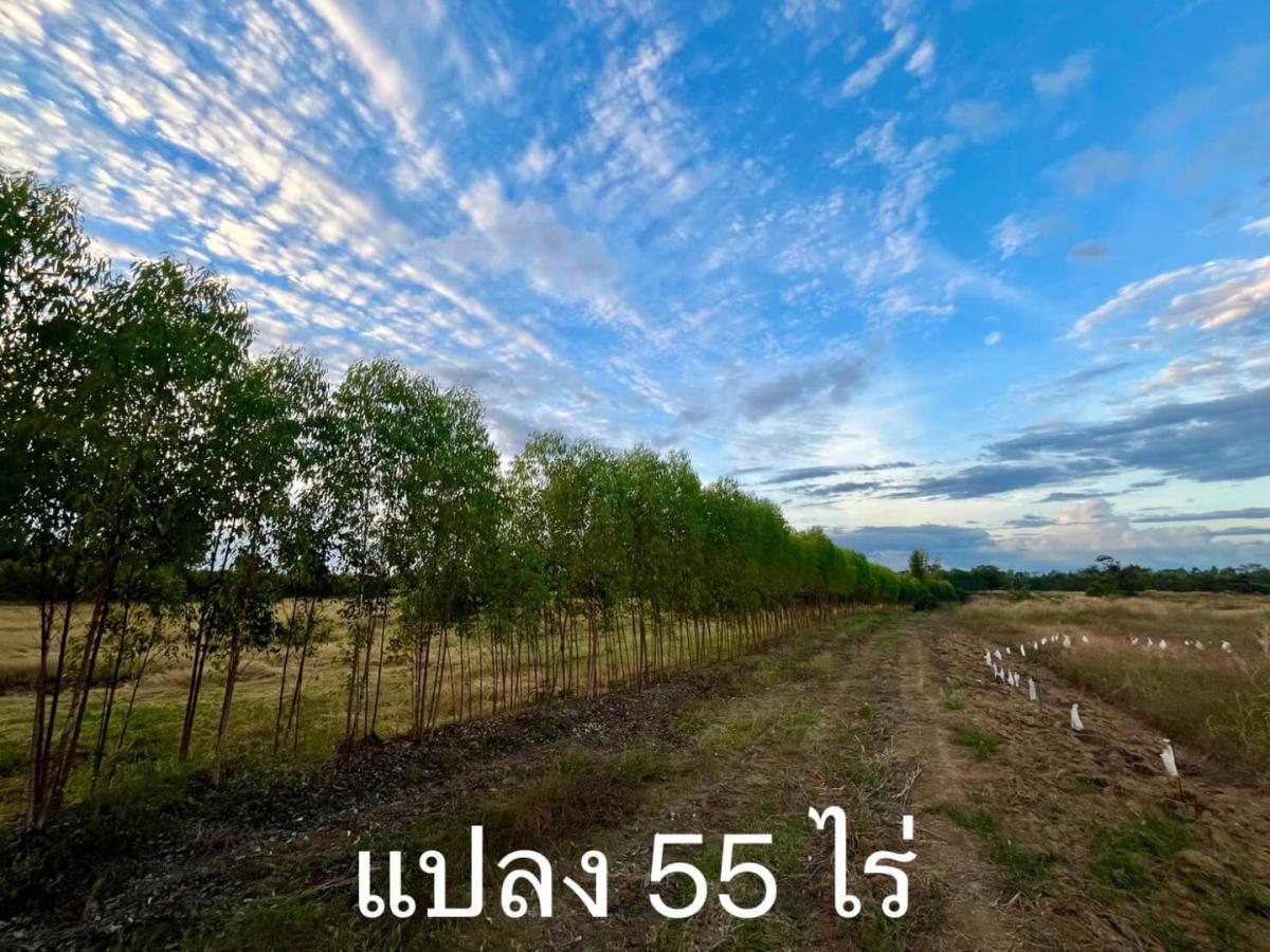 6703-067 ขายที่ดินพื้นที่สีม่วง กบินทร์บุรี ปราจีนบุรี 132ไร่ เหมาะทำโรงงานอุตสาหกรรม