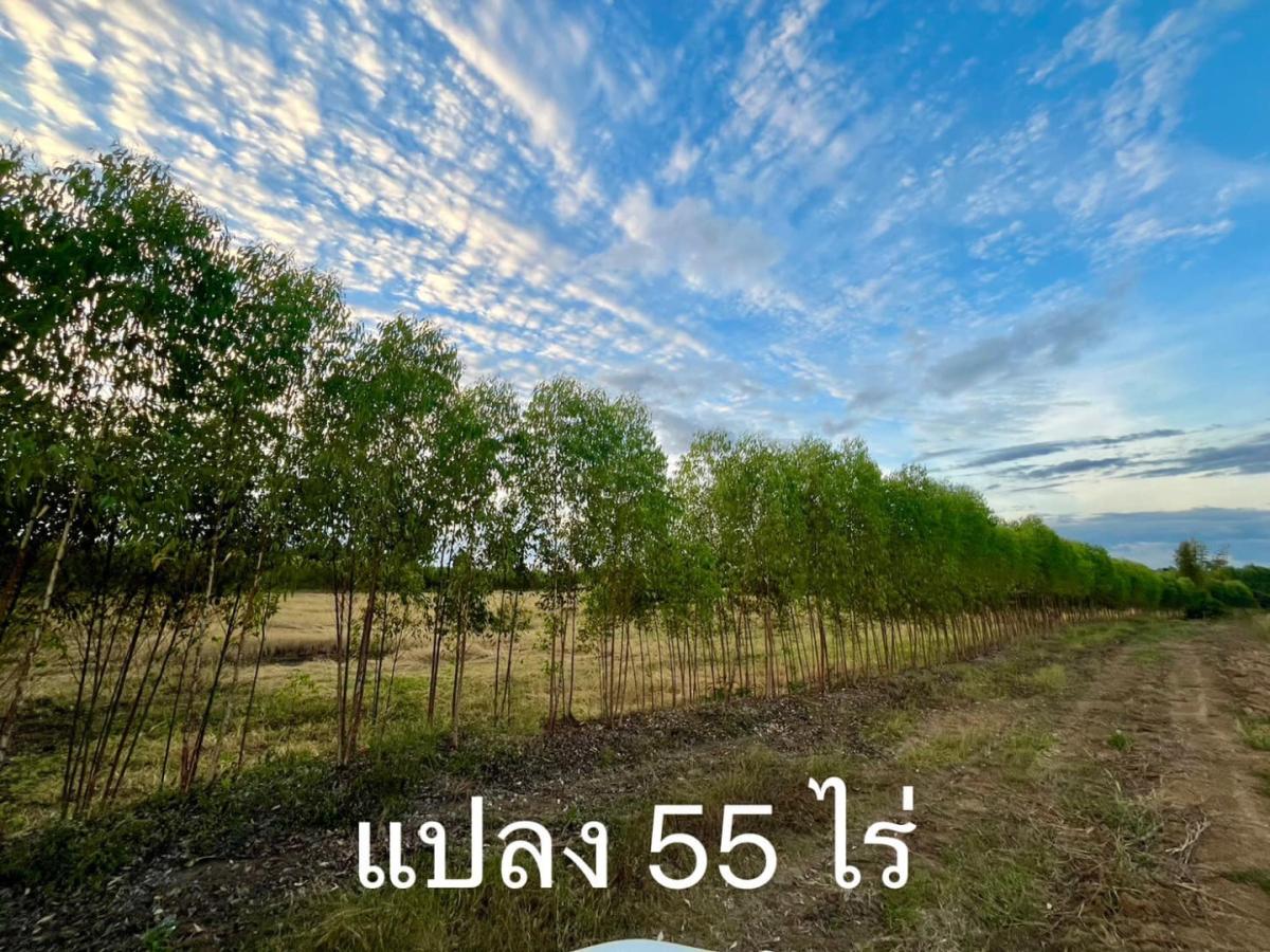 6703-067 ขายที่ดินพื้นที่สีม่วง กบินทร์บุรี ปราจีนบุรี 132ไร่ เหมาะทำโรงงานอุตสาหกรรม